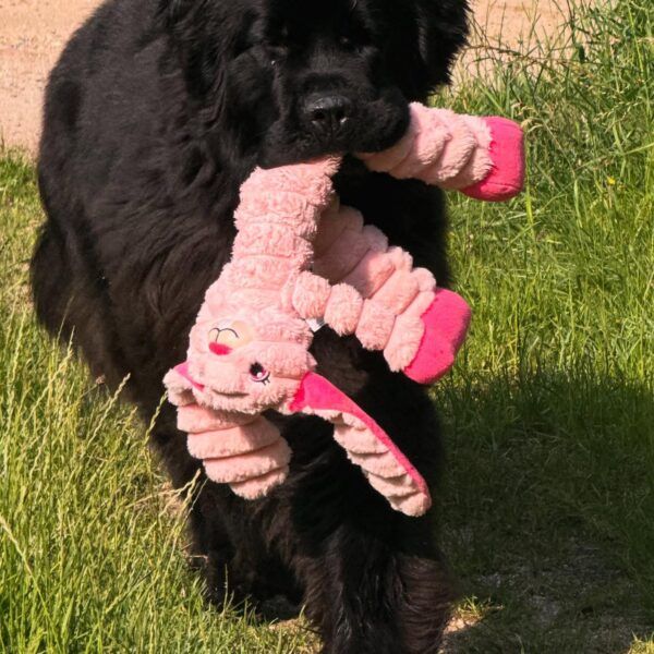 Ui-ui les aventures du domaine du Taennchel