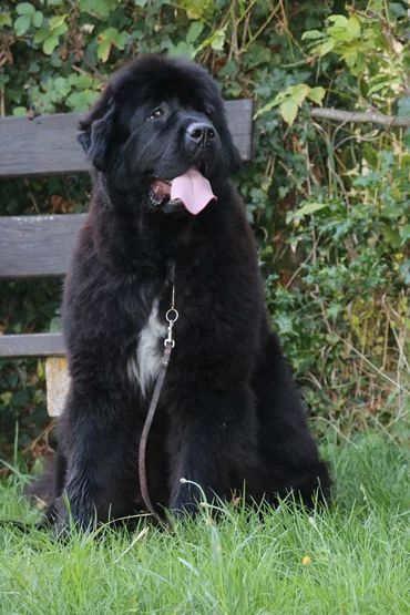 Sally carrera 911 du domaine du Taennchel