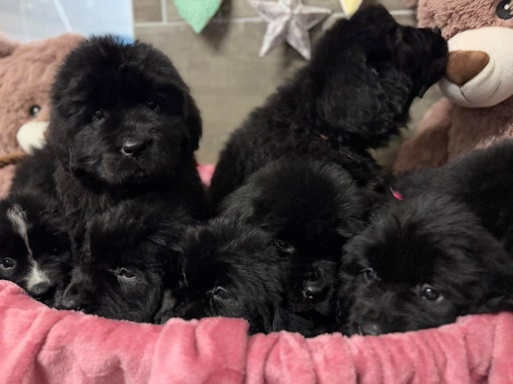 Bientôt des naissances ! pour fin octobre 2025