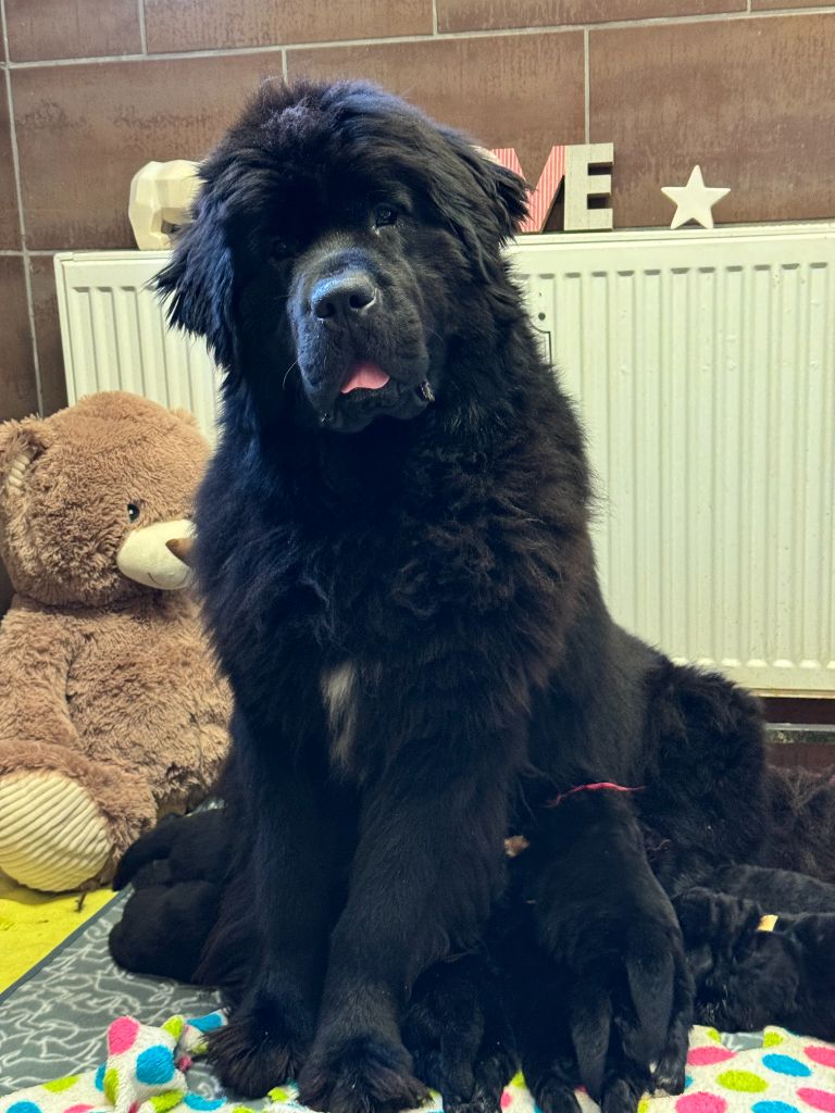 du domaine du Taennchel - Chiots disponibles - Terre-neuve