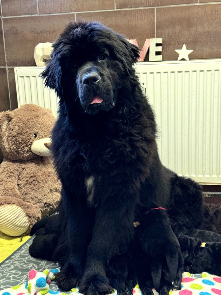 du domaine du Taennchel - Chiots disponibles - Terre-neuve